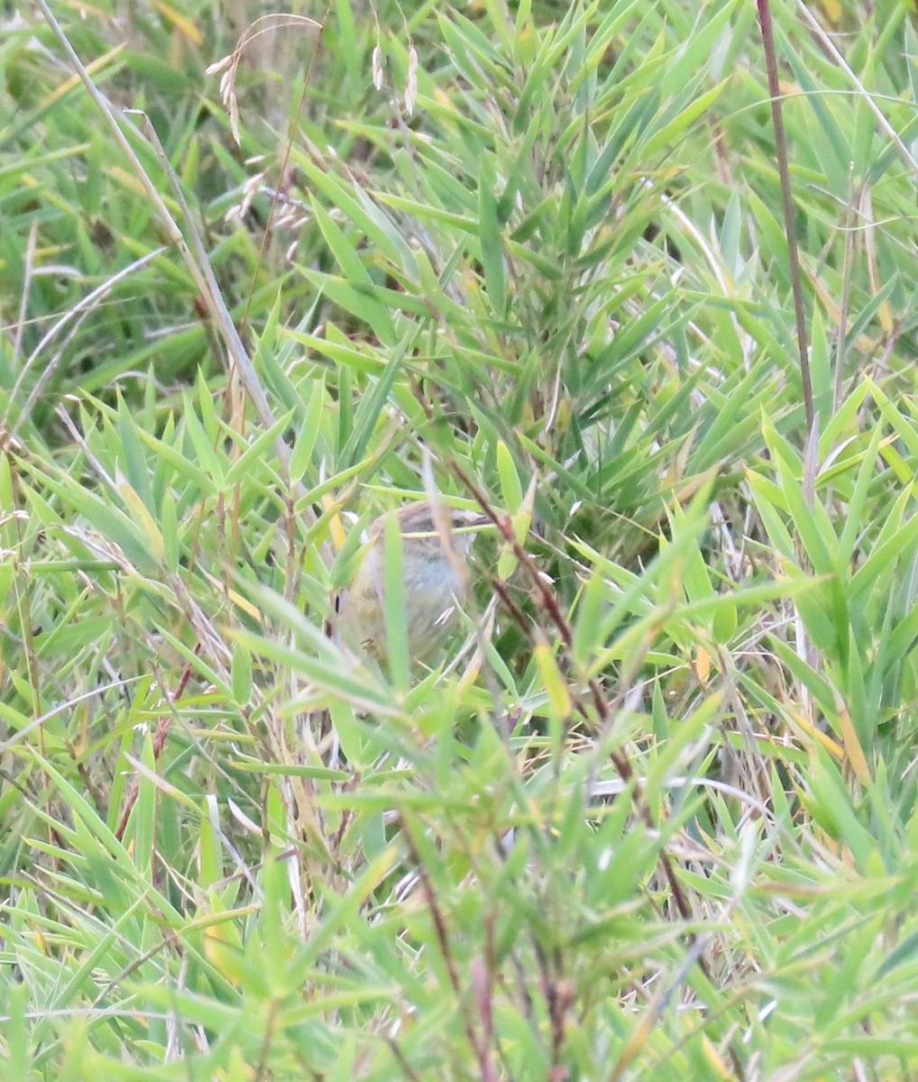 Yellowish-bellied Bush Warbler - ML641041810