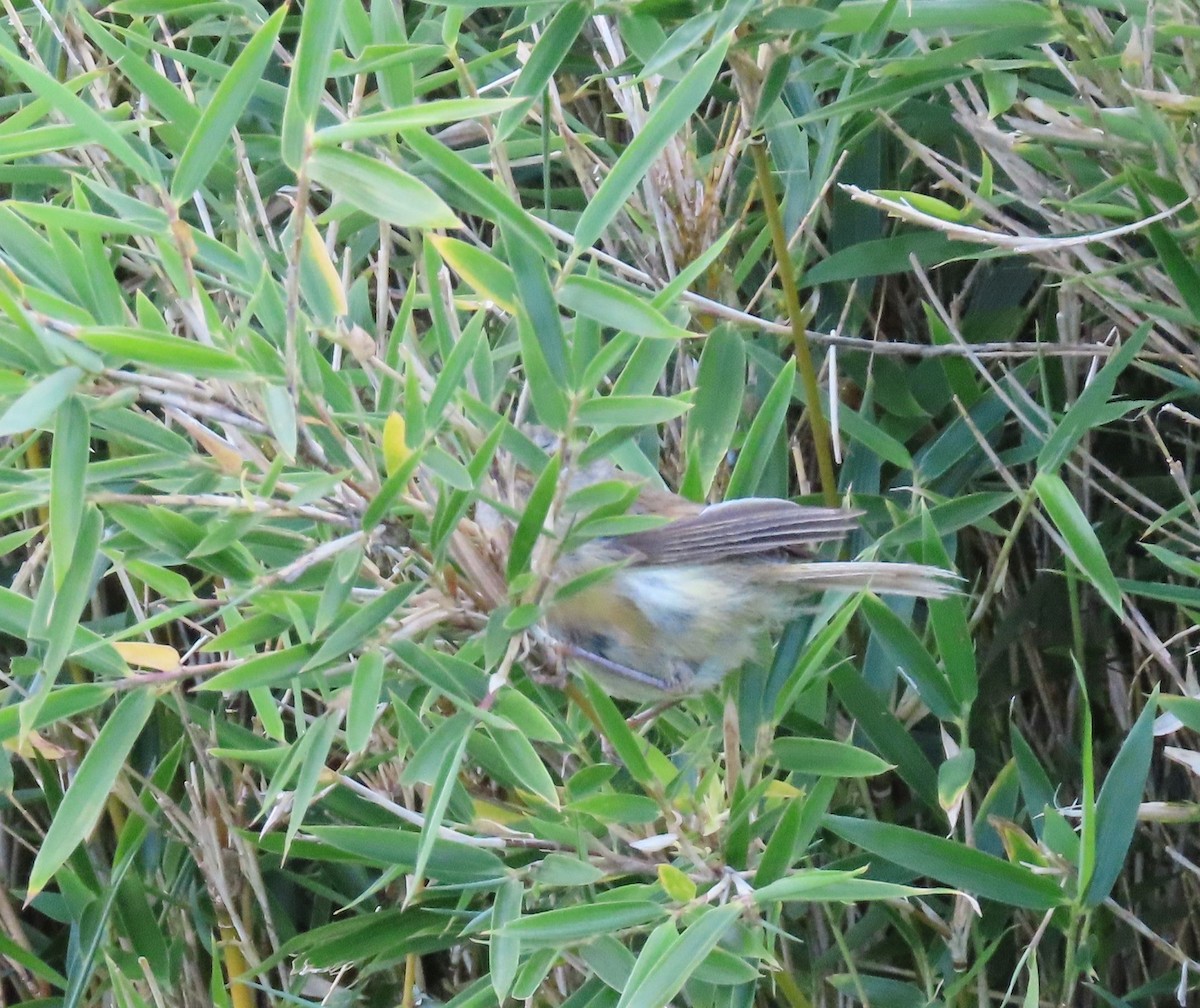Yellowish-bellied Bush Warbler - ML641041811