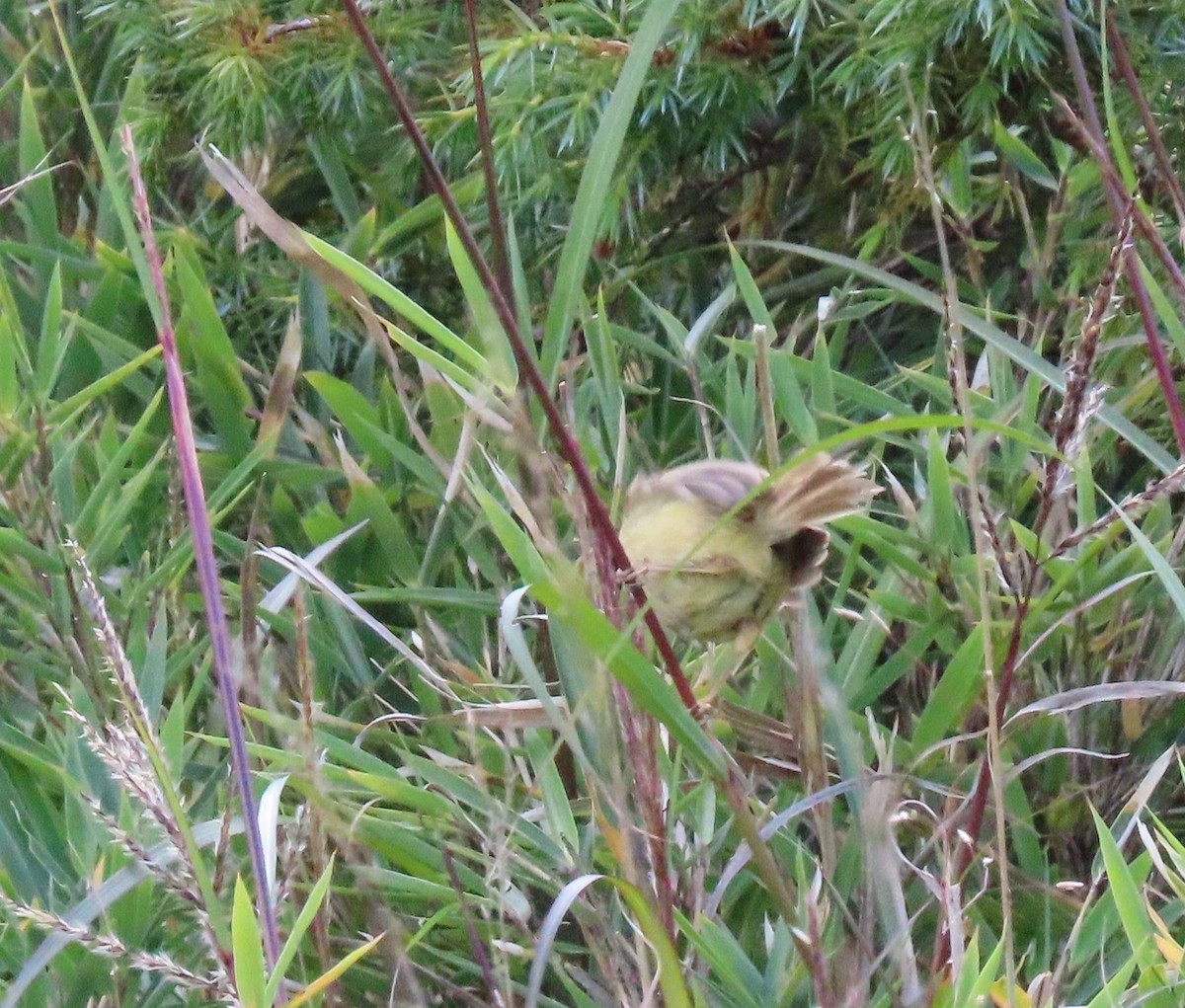 Yellowish-bellied Bush Warbler - ML641041812