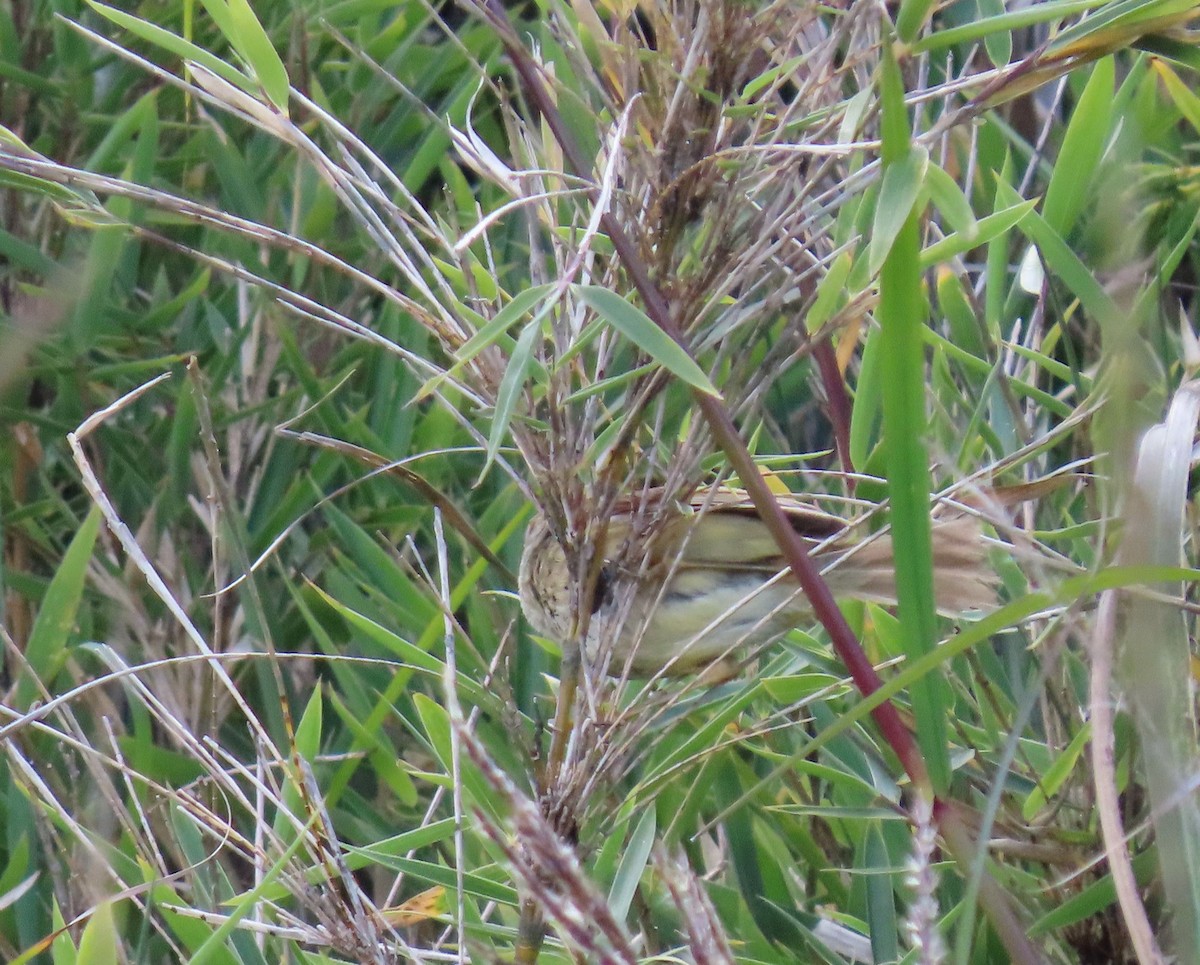 Yellowish-bellied Bush Warbler - ML641041813