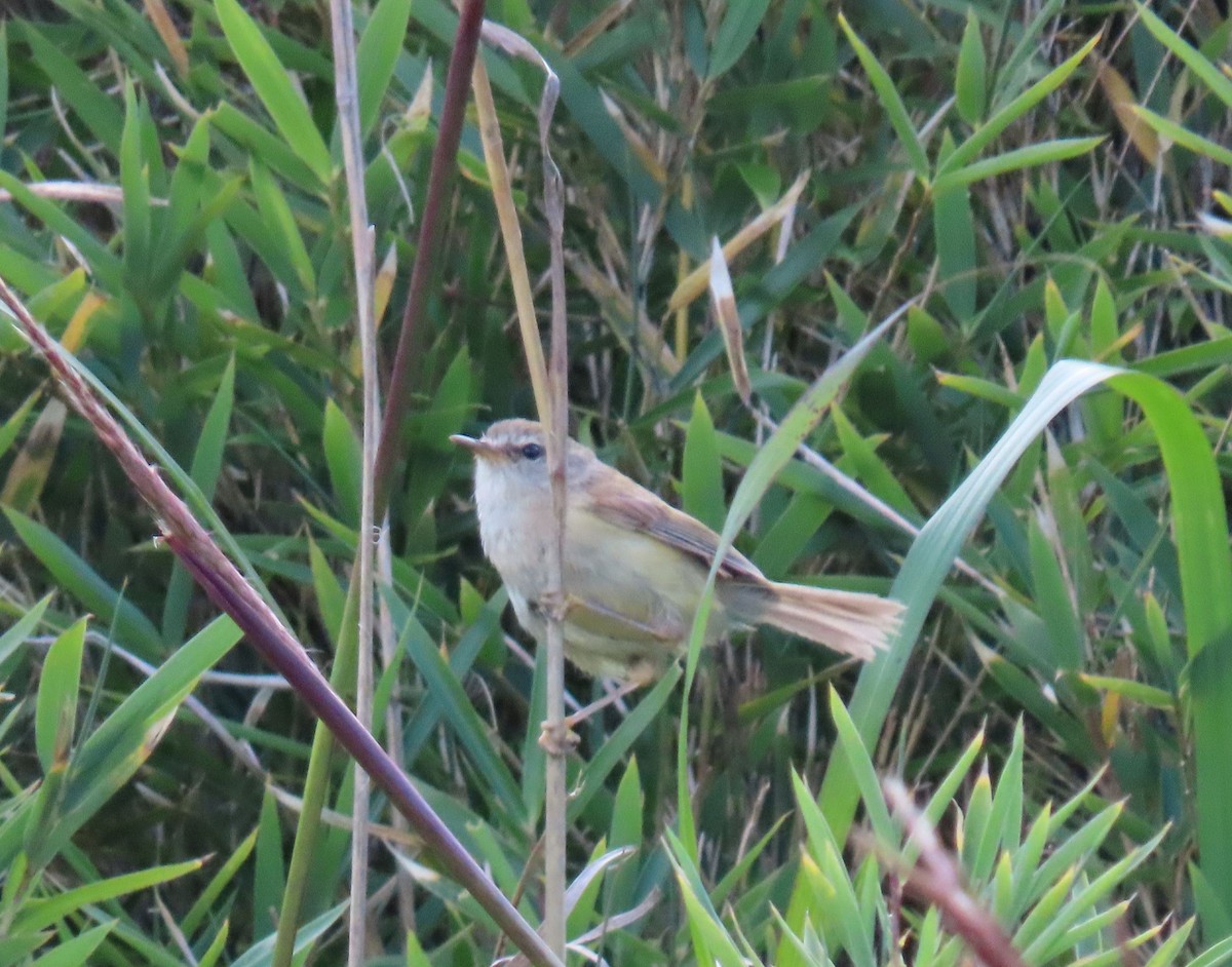 Yellowish-bellied Bush Warbler - ML641041814
