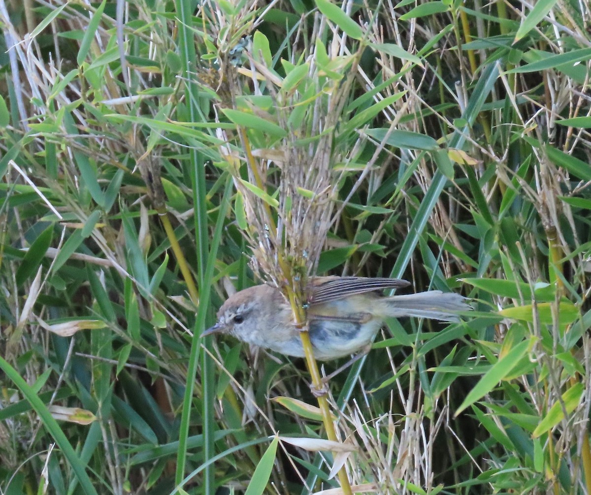 Yellowish-bellied Bush Warbler - ML641041815