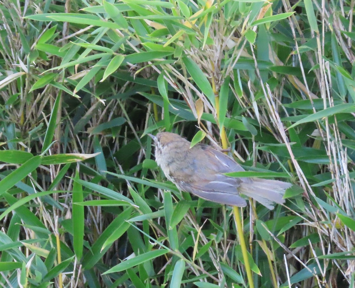 Yellowish-bellied Bush Warbler - ML641041816