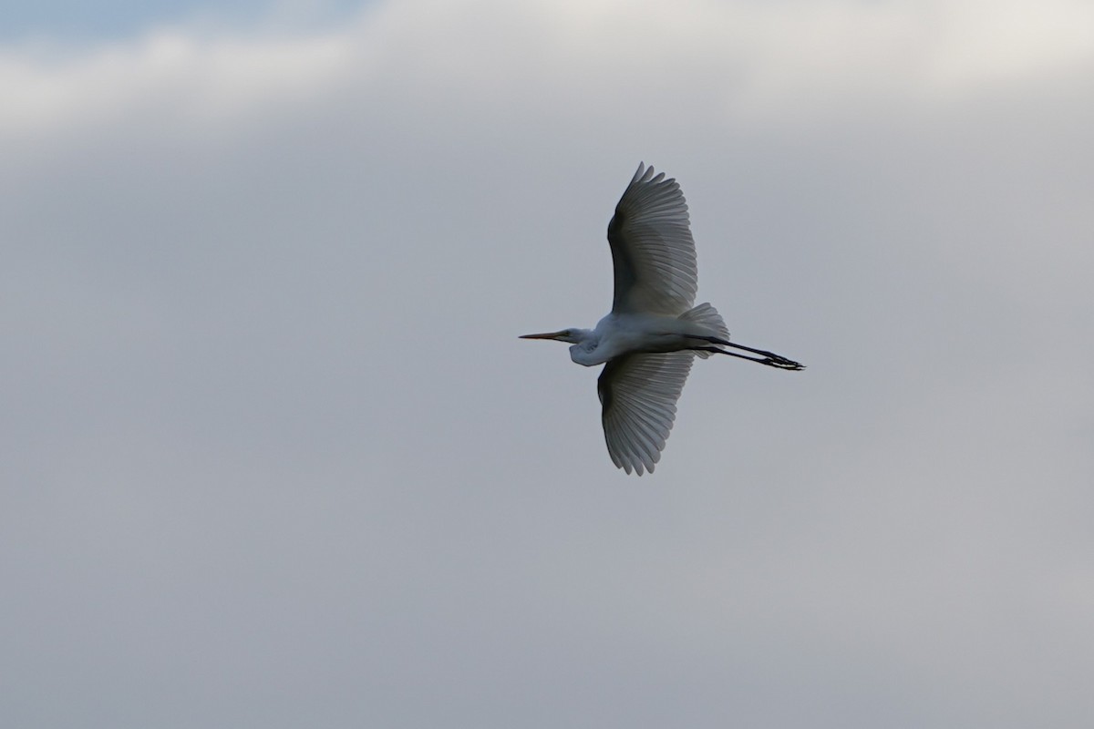 Great Egret - ML641041824