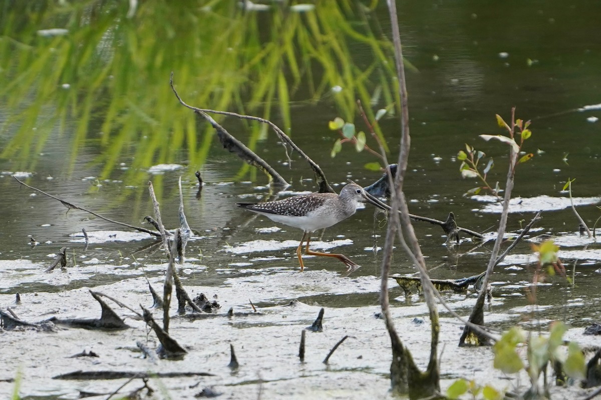 Lesser Yellowlegs - ML641041882