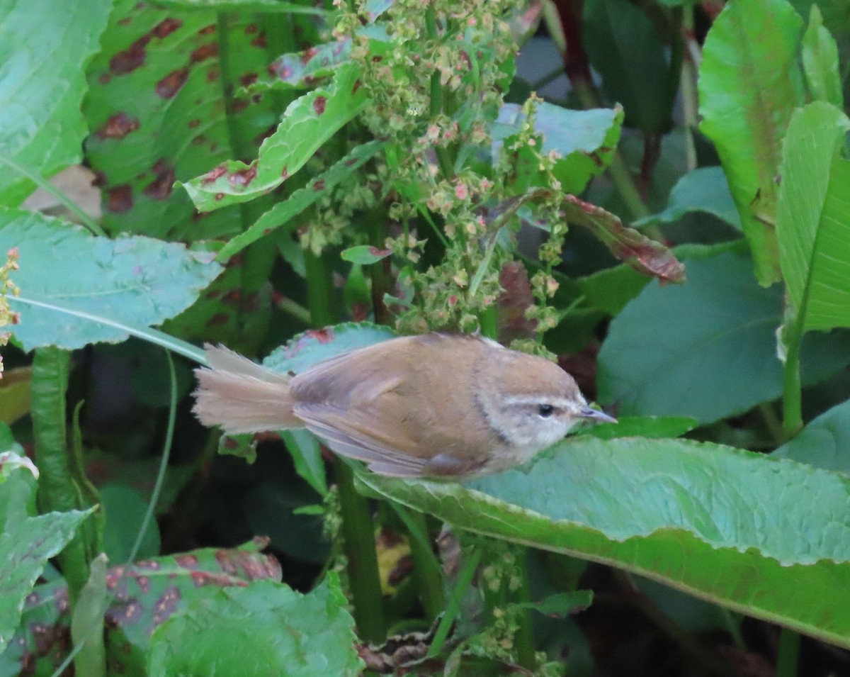 Yellowish-bellied Bush Warbler - ML641041884
