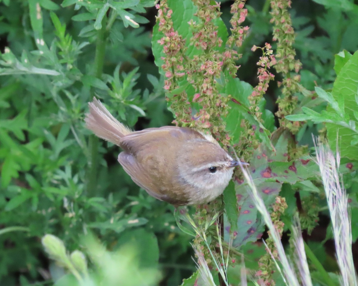 Yellowish-bellied Bush Warbler - ML641041885