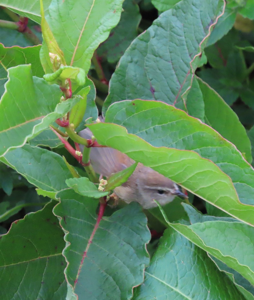 Yellowish-bellied Bush Warbler - ML641041886