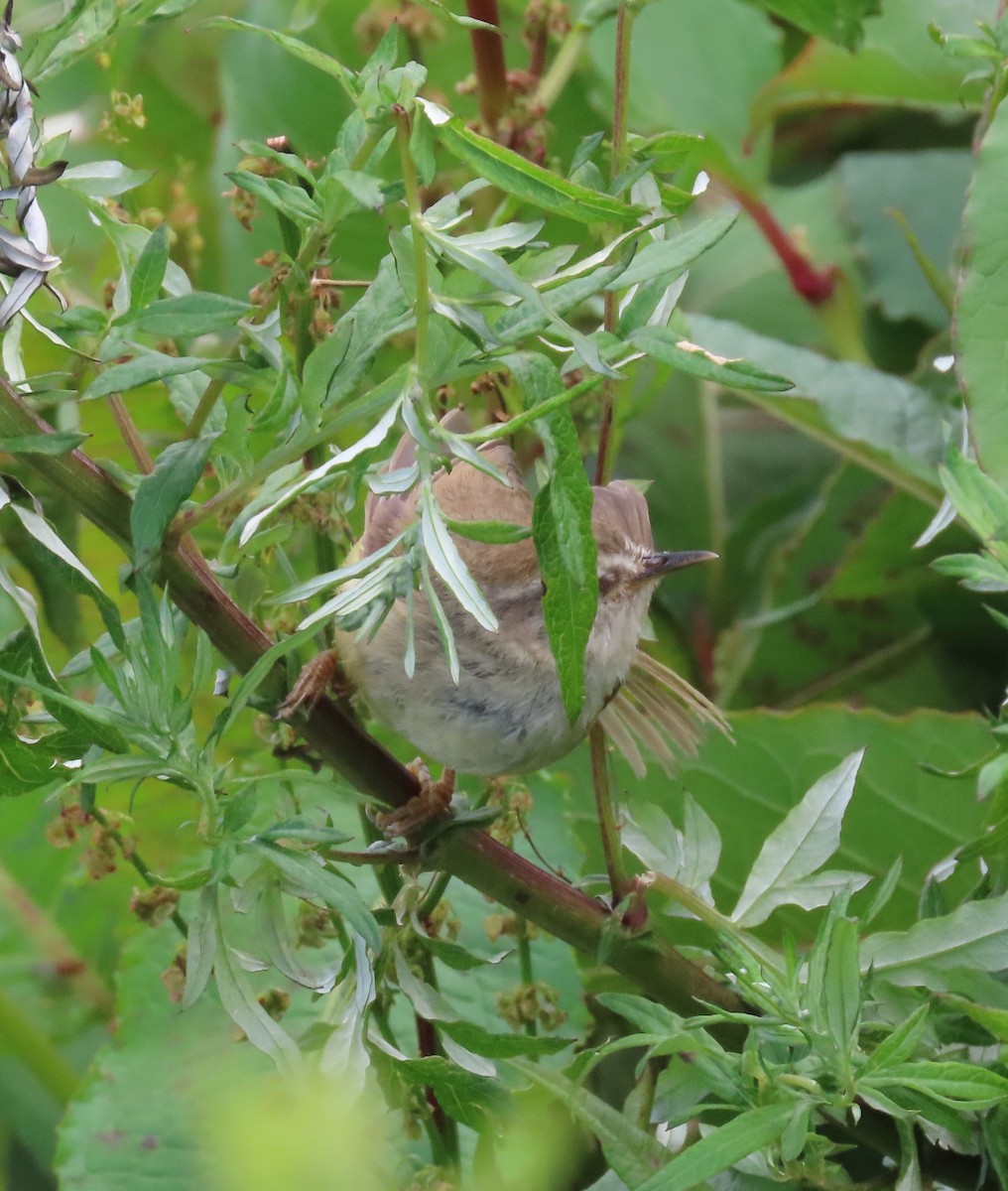 Yellowish-bellied Bush Warbler - ML641041909