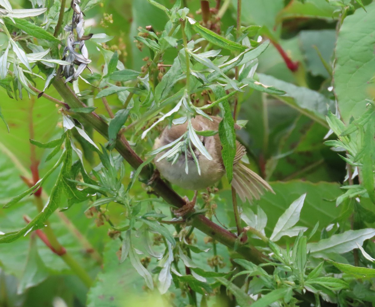 Yellowish-bellied Bush Warbler - ML641041910