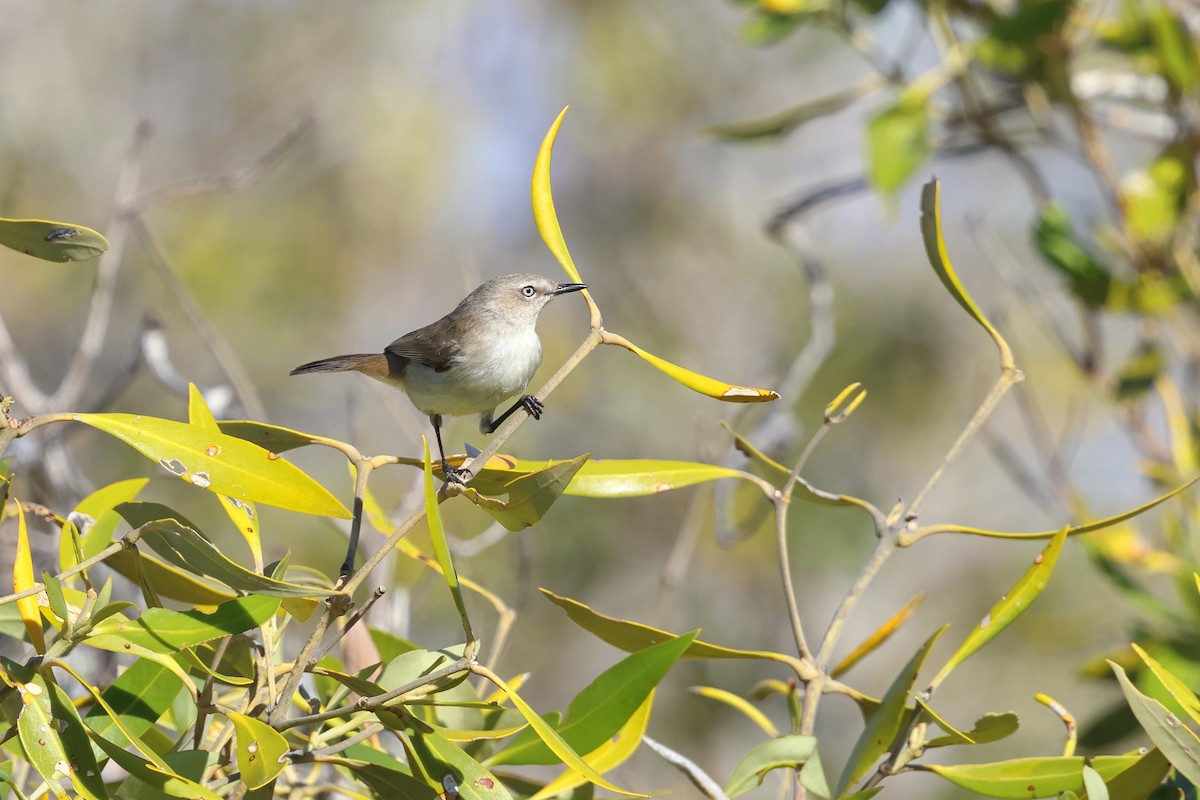 Dusky Gerygone - ML641041919