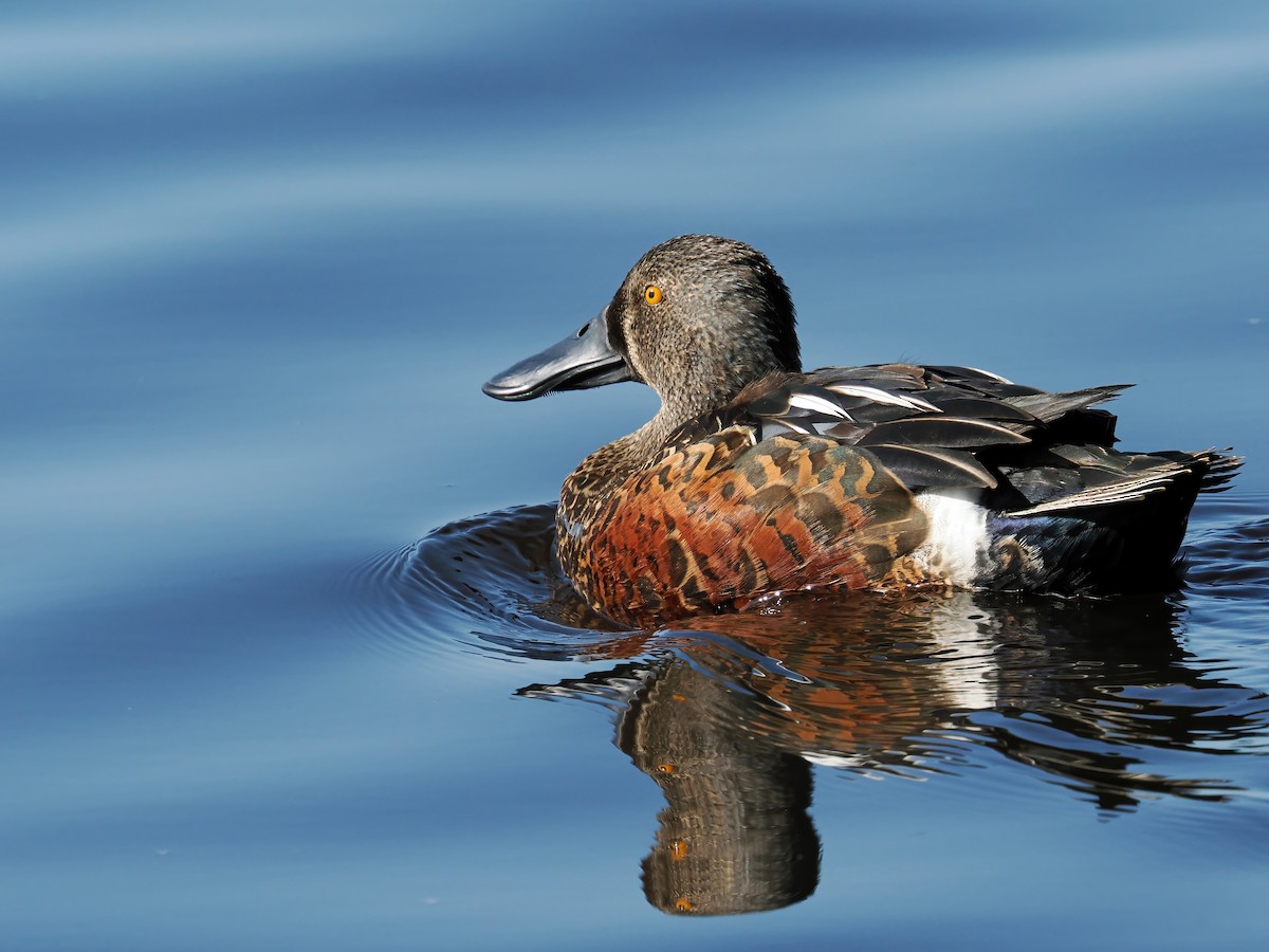 Australasian Shoveler - ML641041935