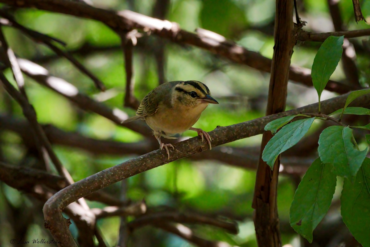 Worm-eating Warbler - ML641041942