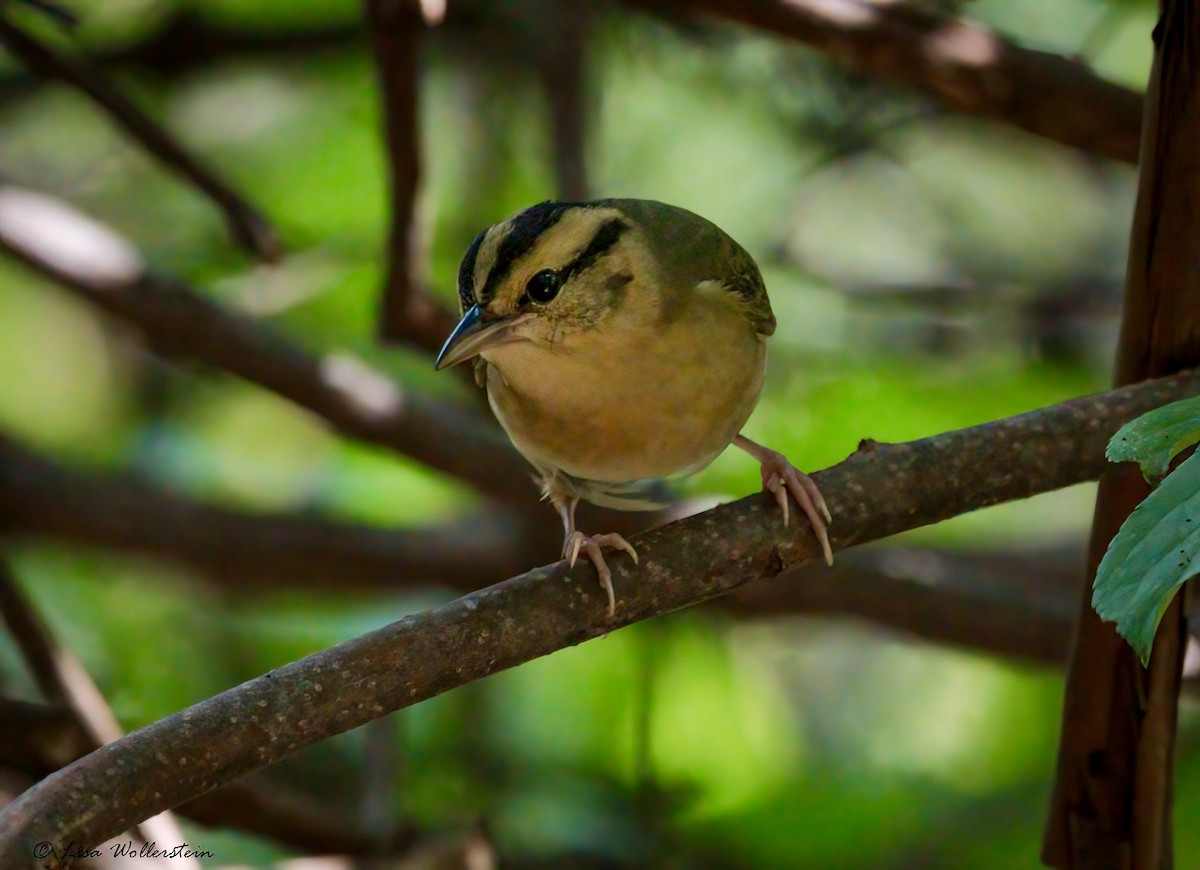 Worm-eating Warbler - ML641041943