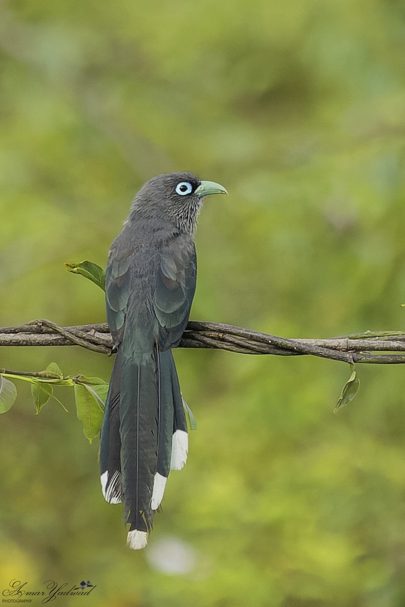 Blue-faced Malkoha - ML641041952