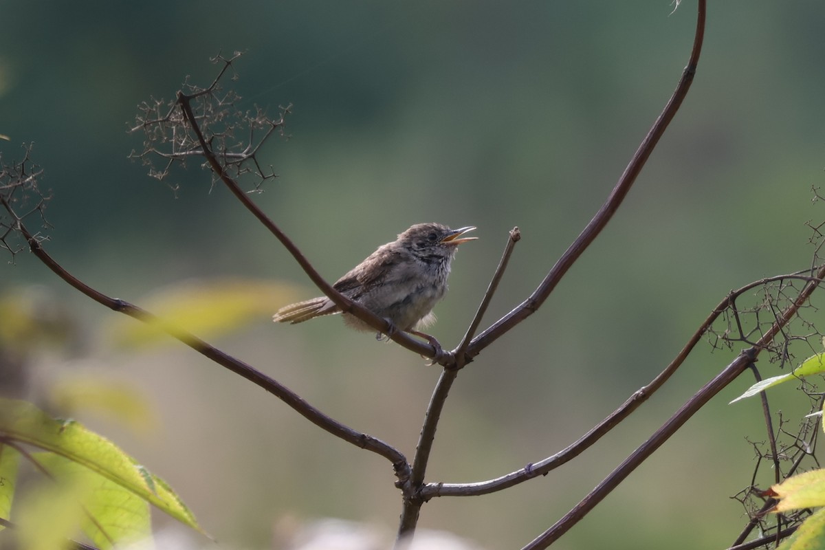 Northern House Wren - ML641041954
