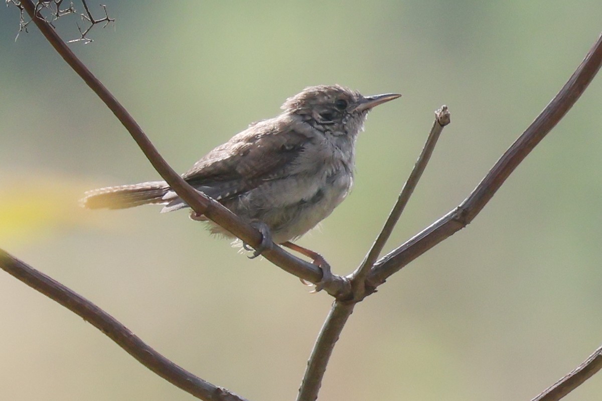 Northern House Wren - ML641041955
