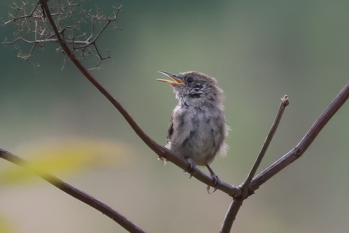 Northern House Wren - ML641041956