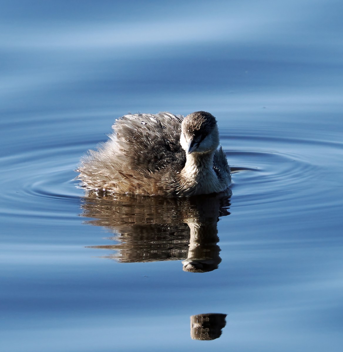Hoary-headed Grebe - ML641041959