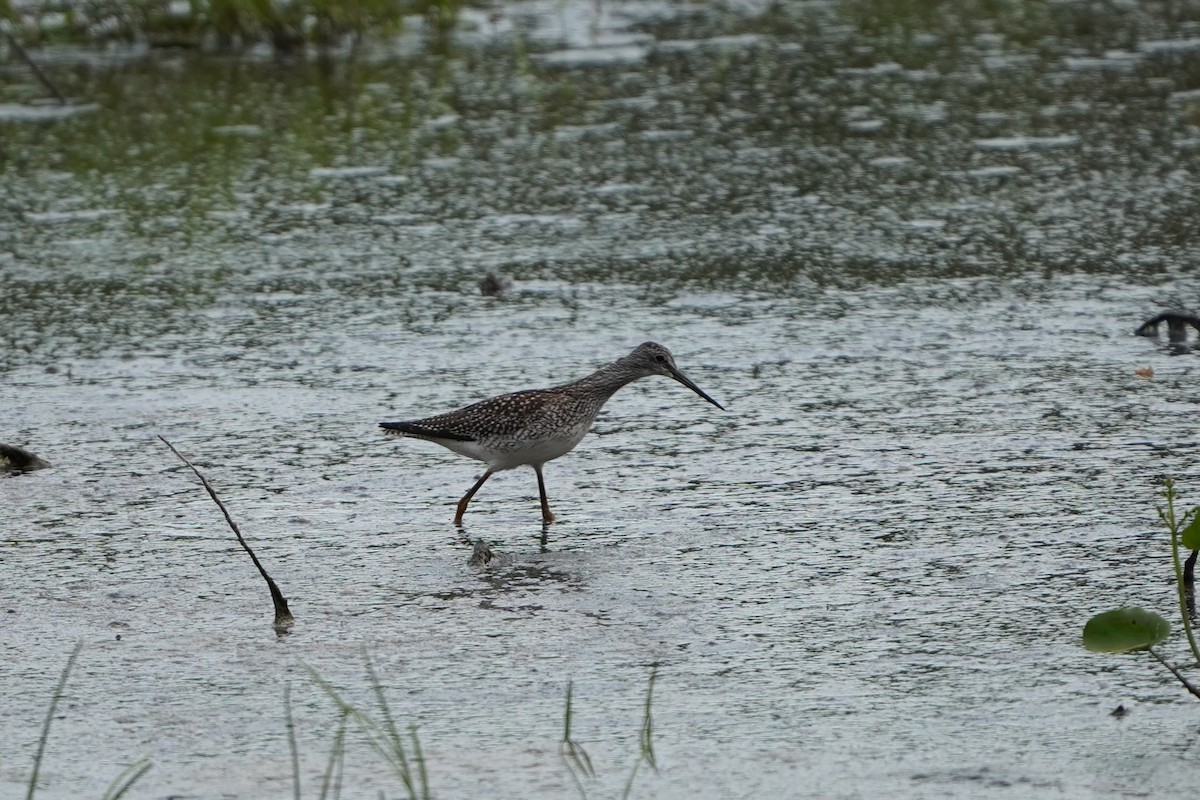 Greater Yellowlegs - ML641041960