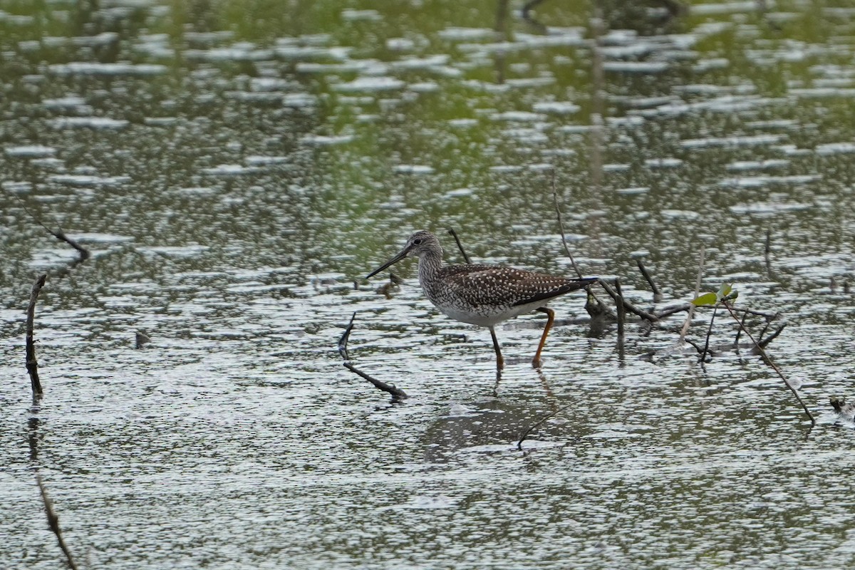 Greater Yellowlegs - ML641041961