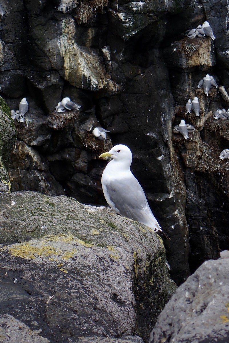Black-legged Kittiwake - ML641041985