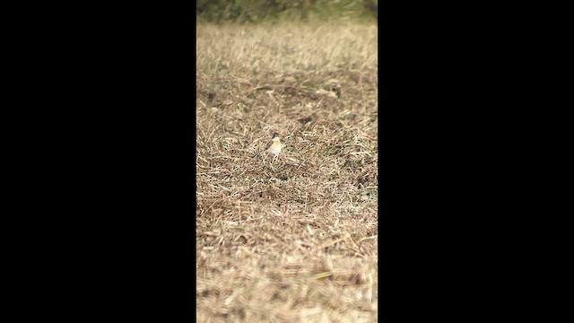 Amur Stonechat - ML641041987