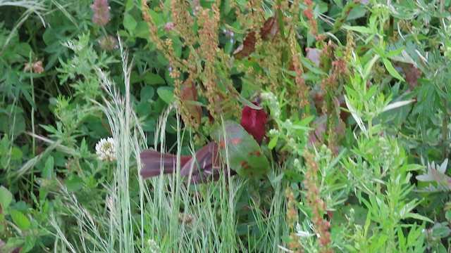 Taiwan Rosefinch - ML641041988