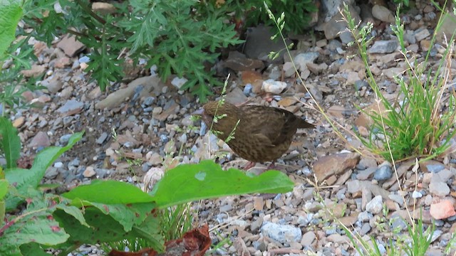 Taiwan Rosefinch - ML641041989