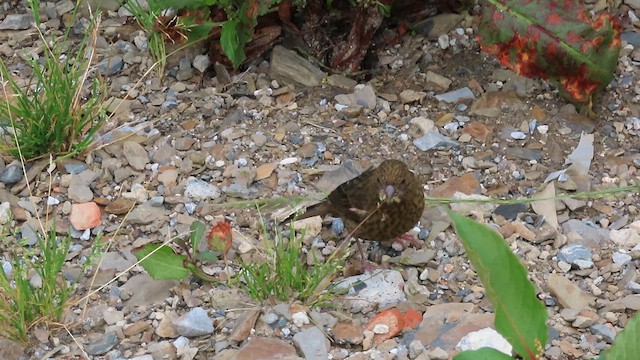 Taiwan Rosefinch - ML641041995