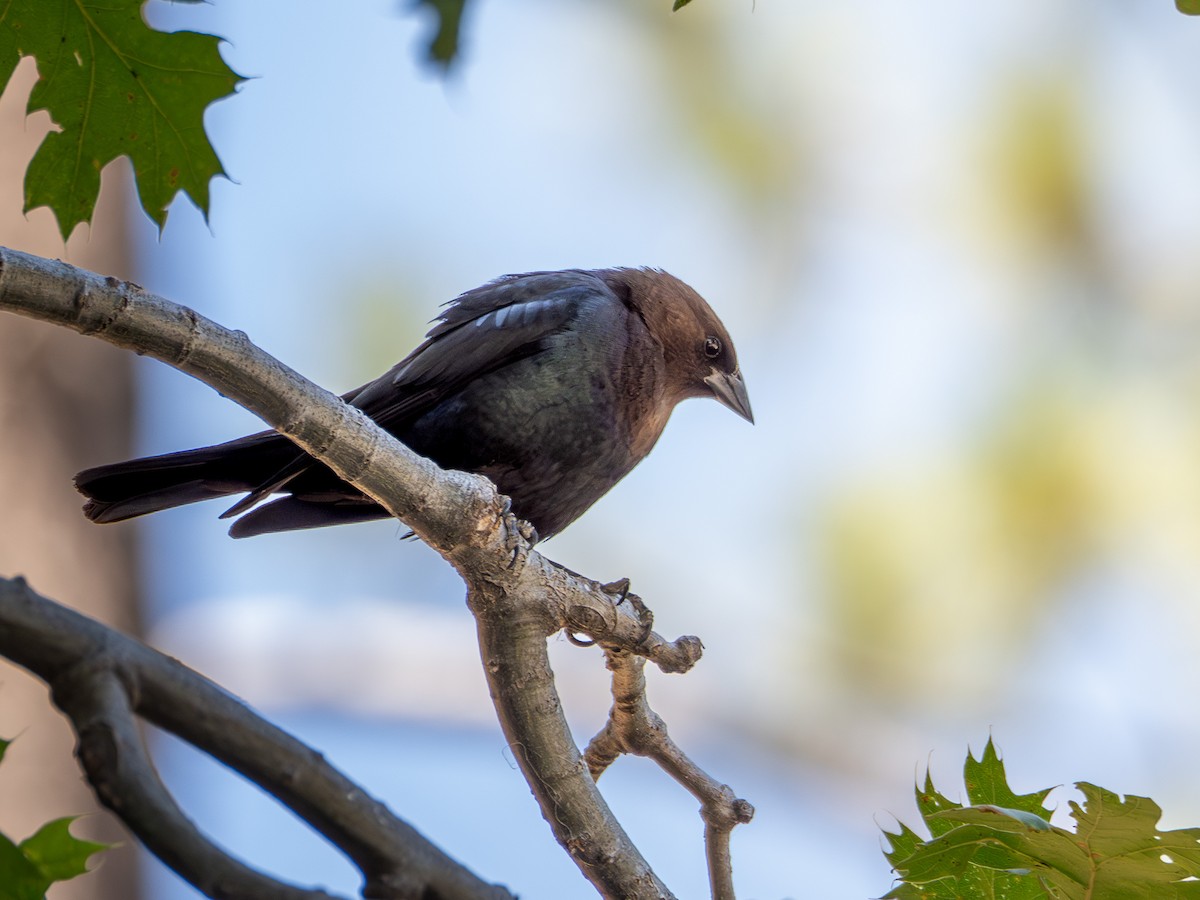 Brown-headed Cowbird - ML641042000