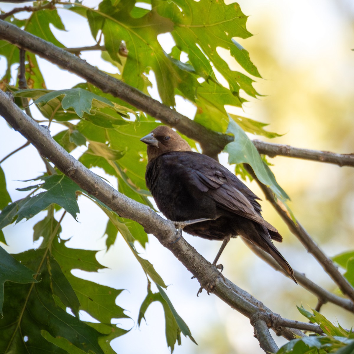 Brown-headed Cowbird - ML641042001