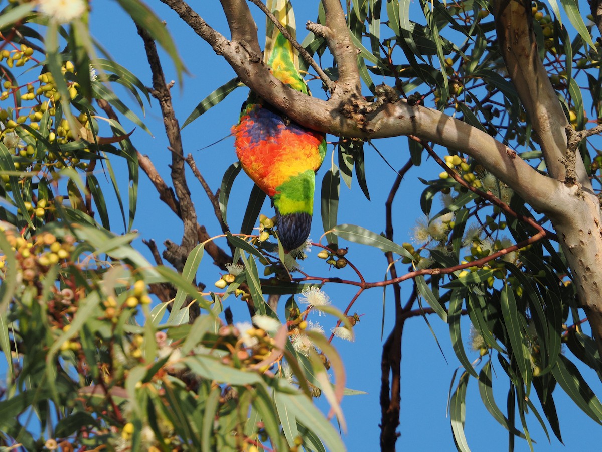 Rainbow Lorikeet - ML641042076