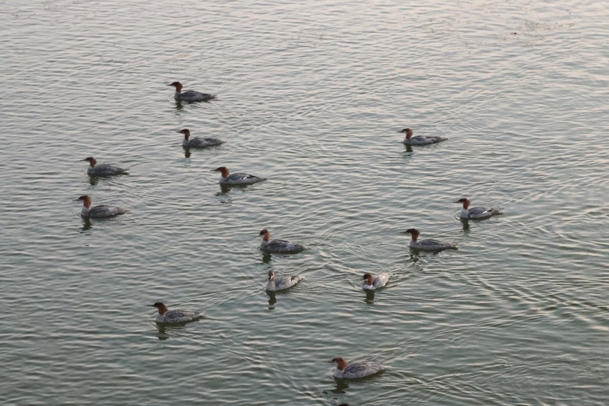 Common Merganser - ML641042099