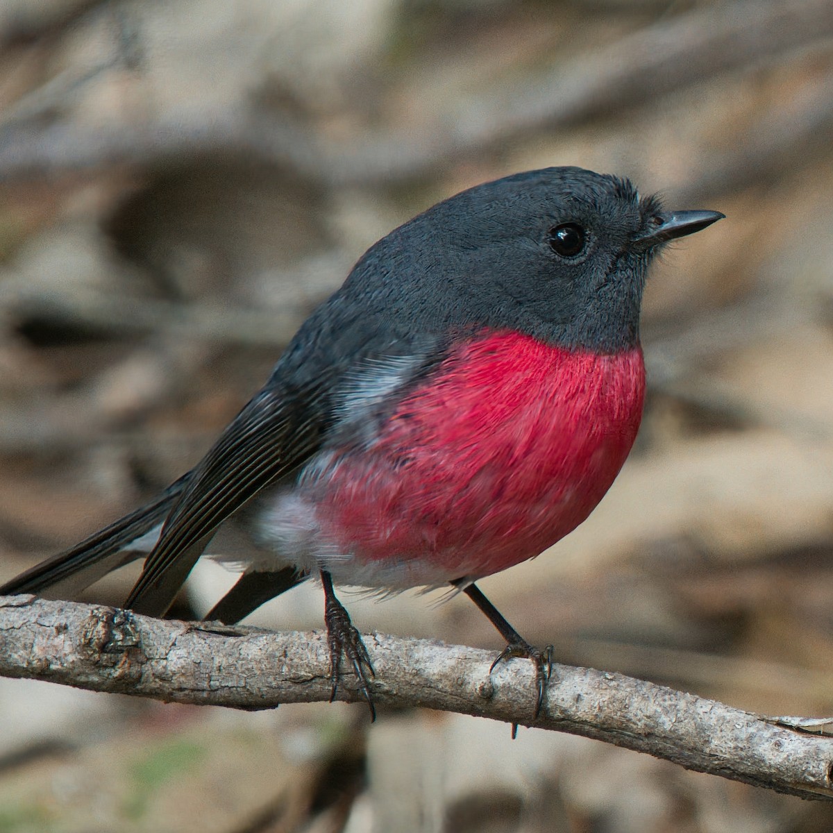 Rose Robin - ML641042101