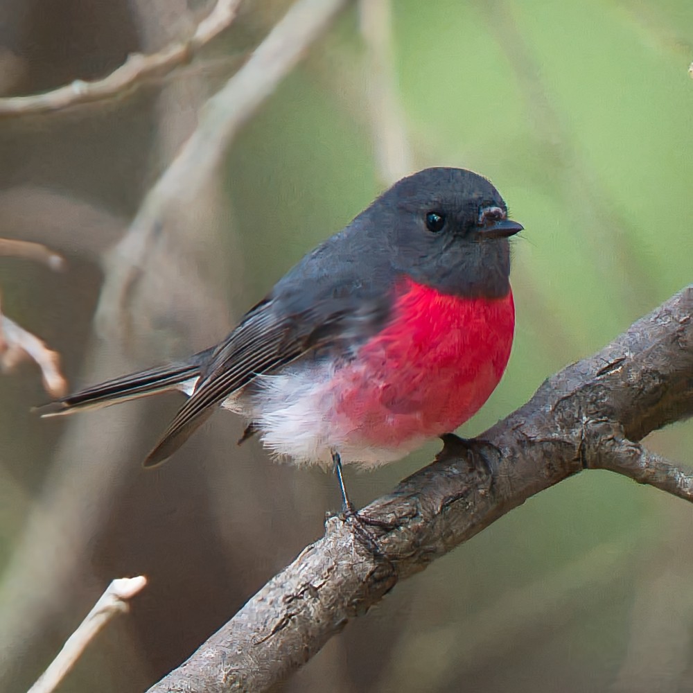 Rose Robin - ML641042105