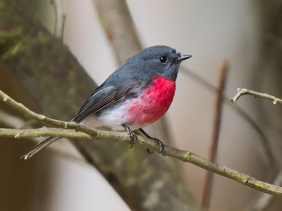 Rose Robin - ML641042108