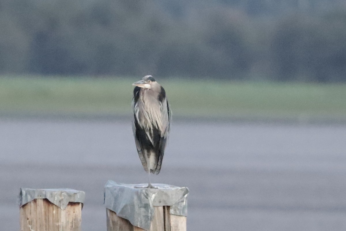 Great Blue Heron - ML641042143