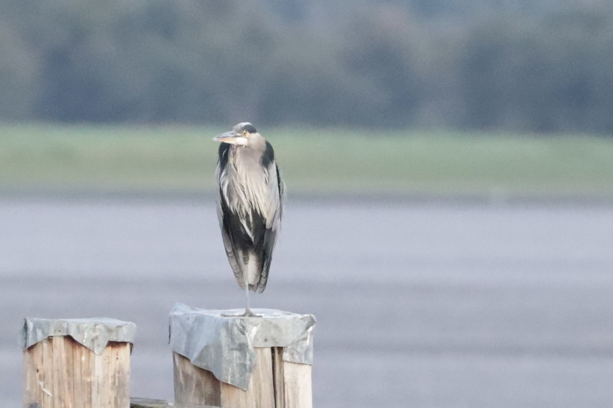 Great Blue Heron - ML641042144