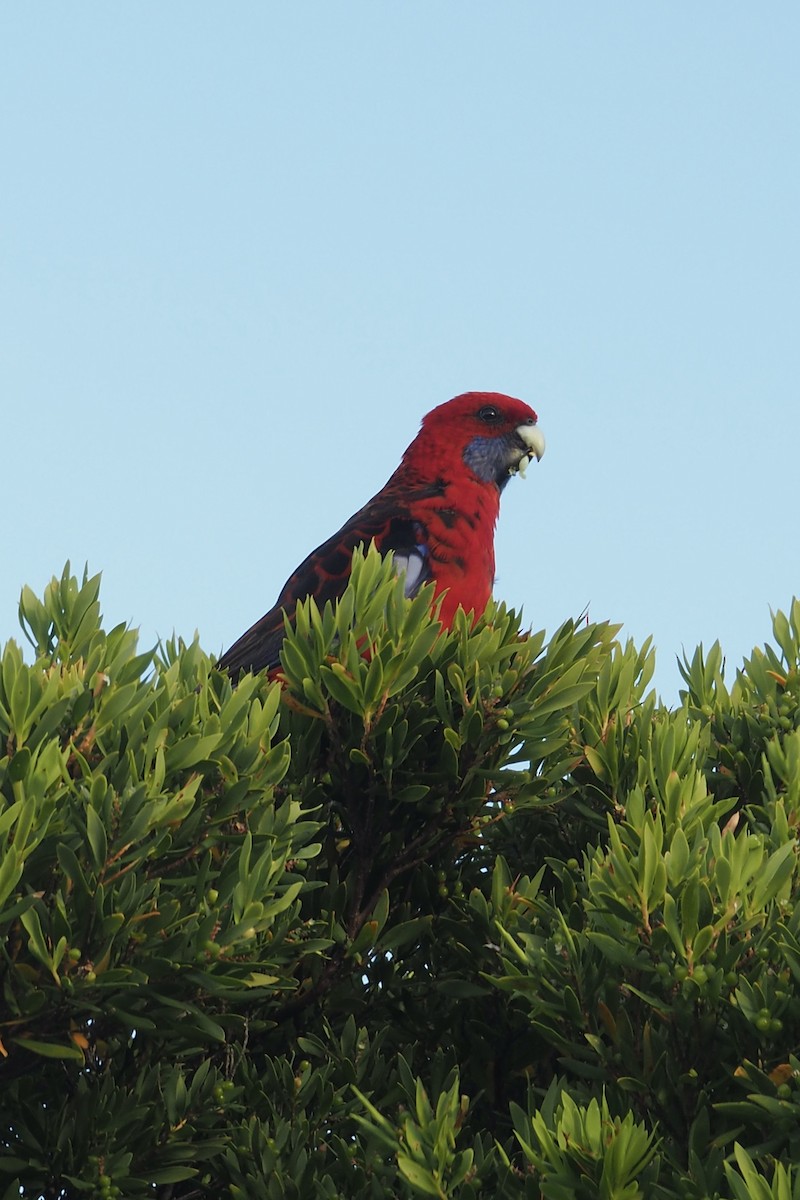 Crimson Rosella - ML641042149