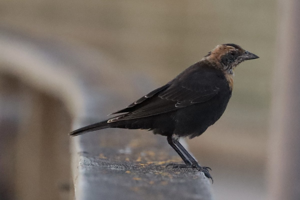 Yellow-headed Blackbird - ML641042180