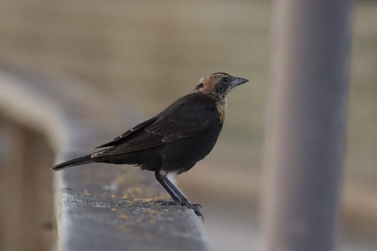 Yellow-headed Blackbird - ML641042181
