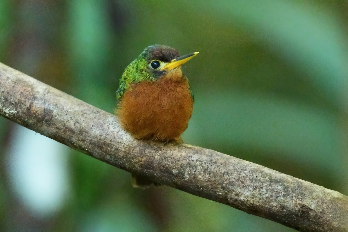 Yellow-billed Jacamar - ML641042212