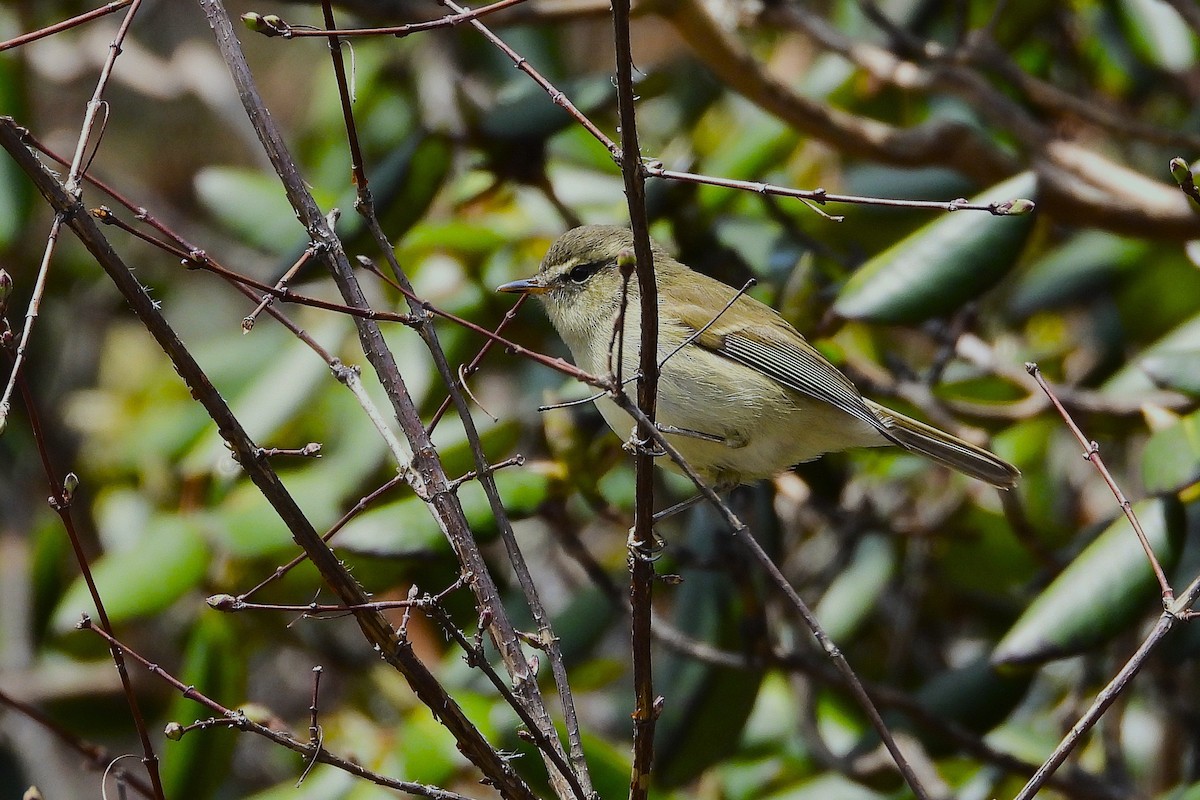 Grünlaubsänger (trochiloides/ludlowi) - ML641042216