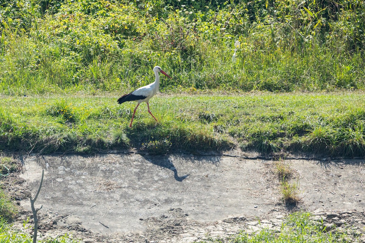 White Stork - ML641042229