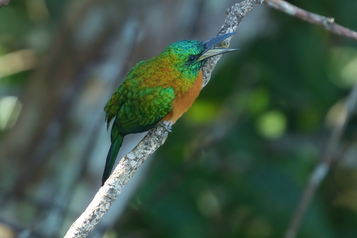 Great Jacamar - ML641042234
