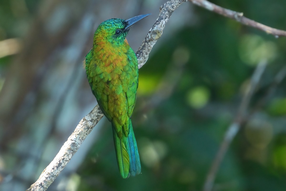 Great Jacamar - ML641042235