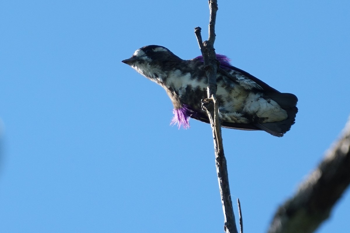 White-browed Purpletuft - ML641042246