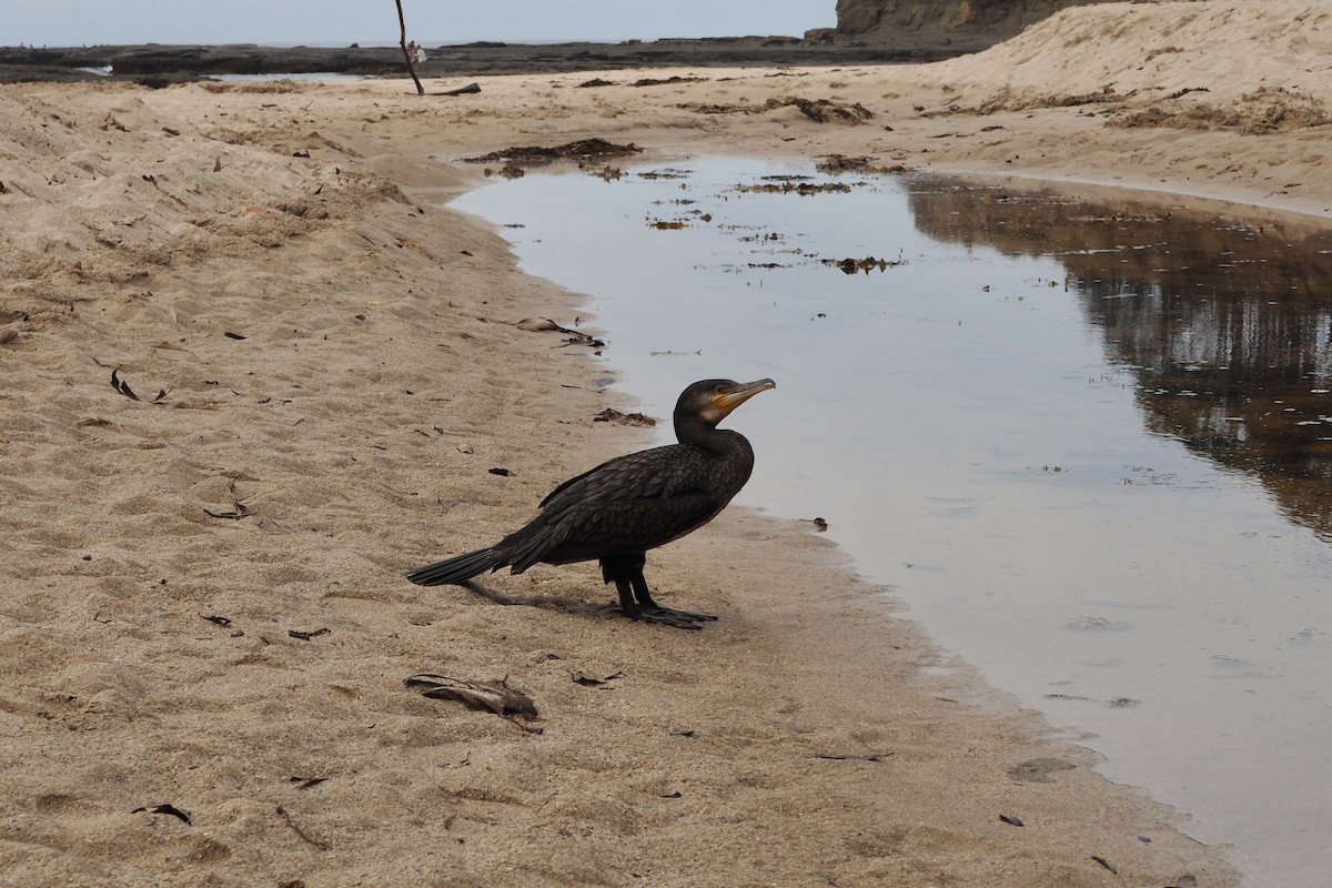 Great Cormorant - ML641042262