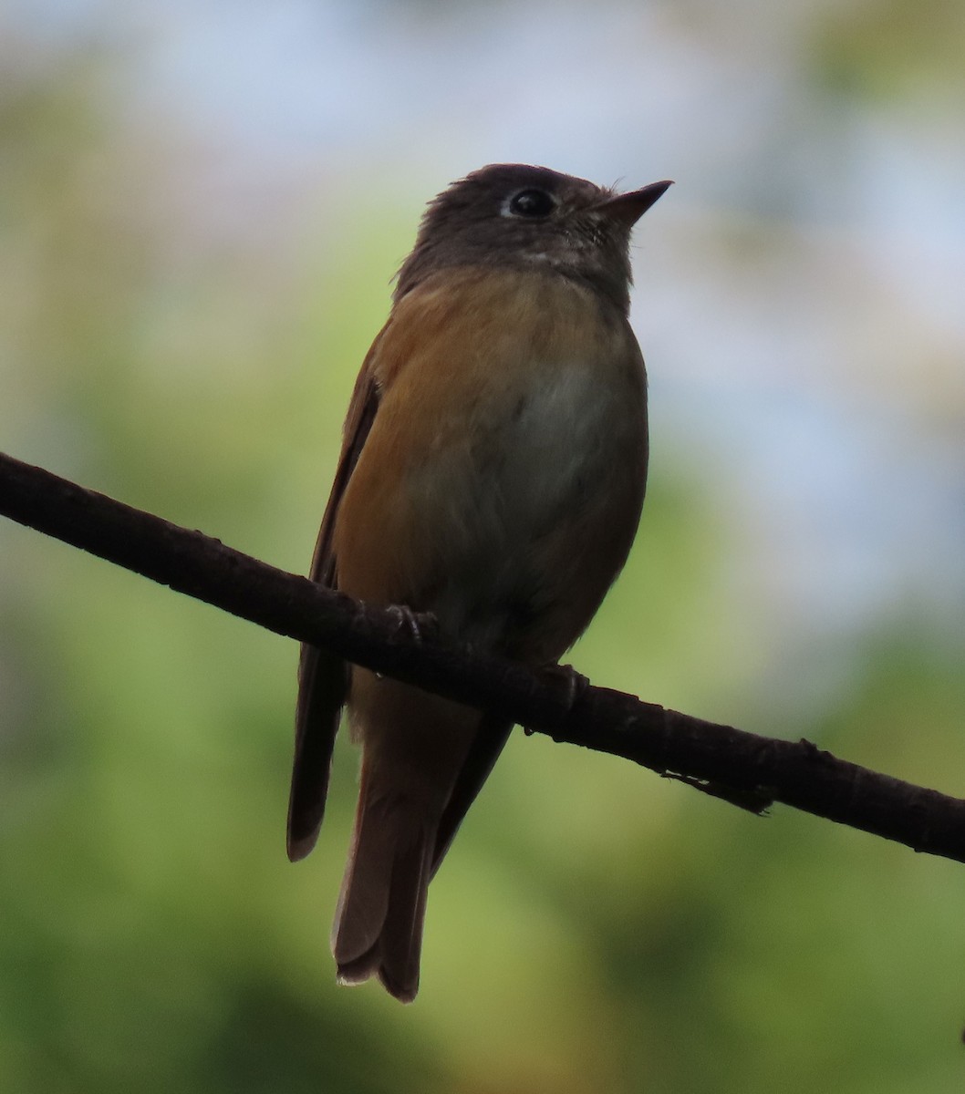 Ferruginous Flycatcher - ML641042265